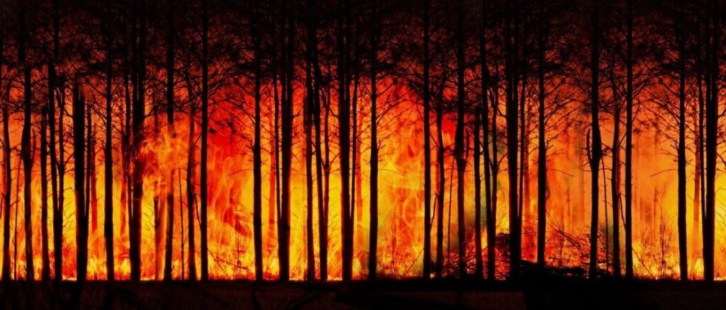 forest fire